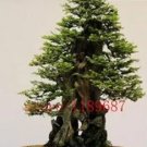 Rare 100 Pieces/Bag Seloia Coast Redwood Bonsai Sequoia Sempervirens Bonsai Potted Tree
