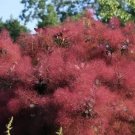 Rare 30 Purple Smoke Tree Shrub Smokebush Cotinus Coggygria Rhus Cotinus Sumach