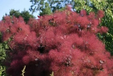 Rare 30 Purple Smoke Tree Shrub Smokebush Cotinus Coggygria Rhus Cotinus Sumach