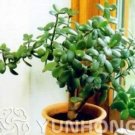 Rare 20pcs Bonsai Crassula Ovata Plant Bonsai Tree Plant. Rare Japanese Sky Crassula Ovata Plant