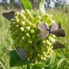 Rare Asclepias viridiflora | Green Comet Milkweed | 10 Seeds