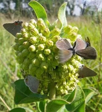 Rare Asclepias viridiflora | Green Comet Milkweed | 10 Seeds