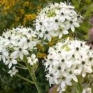 Rare 100 ORNITHOGALUM SAUNDERSIAE Plant Seeds