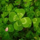 Rare 100PCS Clover Lucky Grass Fragrant Lawn Groundcover for Home Garden Planting