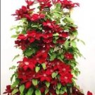 Rare 100PCS Dark Red Clematis Climbing Bonsai Flower Seeds