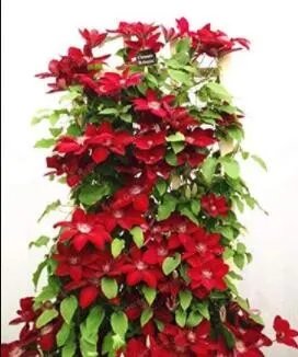 Rare 100PCS Dark Red Clematis Climbing Bonsai Flower Seeds