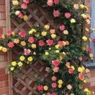 Rare 100PCS Trepadora Roses Seeds Colorful Climbing Shrub Flowers