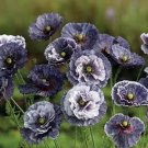Rare 200 Seeds Amazing Grey Corn Poppy Flower Seeds Non-Hybrid