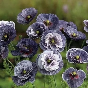 Rare 200 Seeds Amazing Grey Corn Poppy Flower Seeds Non-Hybrid