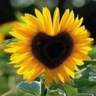 Rare Generic Fresh 50 pcs Sunflower Seeds for Planting Yellow