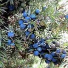Rare 60 Organic Seeds Common Juniper Juniperus Communis Tree