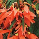 Rare Begonia Seeds Santa Cruz Sunset Trailing Begonia 15 Pelleted Seeds