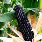 Rare Aztec Black Corn Ancient Heirloom 20 Seeds Non GMO Early Seeds Black Flint Corn