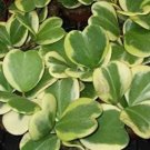 Rare 10 Hoya Kerrii Flower Seeds