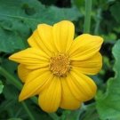 Rare Mexican Sunflower Yellow Torch Flower Seeds/Tithonia Speciosa/Annual 35 seeds