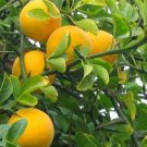 Rare Hardy Orange seed (Poncirus trifoliata) a.k.a Chinese Bitter Orange (50 Seeds)
