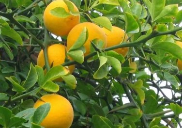 Rare Hardy Orange seed (Poncirus trifoliata) a.k.a Chinese Bitter Orange (50 Seeds)