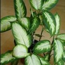 Rare 50 Seeds Dieffenbachia Live Plant Easy to Seasons
