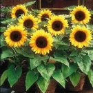 Rare 20PCS Bonsai Short Sunflowers Seeds