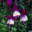 Rare 200PCS Fuchsia Seeds Purple White Flowers