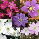 Rare 100pcs/bag Hepatica Nolilis Bonsai Flower Beautiful Watch Bonsai Plants