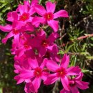 Rare Phlox Subulata Wild Pink Moss Phlox 30 Seeds Easy to Seasons
