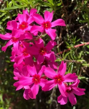 Rare Phlox Subulata Wild Pink Moss Phlox 30 Seeds Easy to Seasons