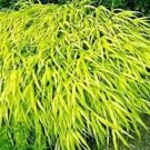 Rare 30 Seeds All Gold Japanese Forest Grass Seeds Hakonechloa Macra All Gold Easy to Seasons