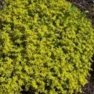 Rare 200 GOLDEN ACRE SEDUM STONECROP GOLD MOSS Flower Seeds