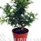Rare 50pcs Japanese Pistacia weinmannifolia Bonsai - Bonsai Tree Evergreen