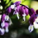 Rare Dicentra Spectabilis Seeds ★ PURPLE AURORA ★ Rare Shade Perennial ★ 10 Seeds