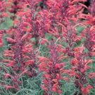 Rare 30 RED AGASTACHE 'HEATHER QUEEN' Hummingbrid Mint Hyssop Flower Herb Seeds