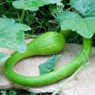 Rare Climbing Zucchini 50 Seeds Trombocino,Rampicante, Italian Trombone Squash