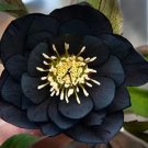 Rare 10pcs Black Hellebore Flower Seeds