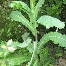 Rare 20 Wild Lettuce Plant Seeds
