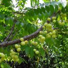 Rare 10PCS Phyllanthus emblica Seeds Indian Gooseberry Gardening Hummingbirds and Butterflie