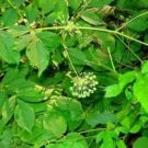 Rare 10 Wild Sarsaparilla Plant Seeds