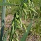 Rare 100 Hulless Oats Plant Seeds