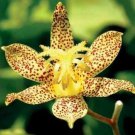 Rare 50+ TRICYRTIS Japanese Toad Lily Flower Seeds / Shade Perennial / Deer Resistant