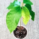 Rare 25 Seeds Live Cocoa Plant Theobroma Cacao (Large Round Trinitario) Chocolate