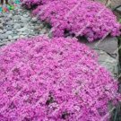 Rare 120 PCS Pink Creeping Thyme Flowers Seeds
