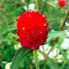 Rare 100 PCS Gomphrena Globosa Bonsai Beautiful Globe Flowers Seeds