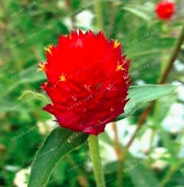 Rare 100 PCS Gomphrena Globosa Bonsai Beautiful Globe Flowers Seeds