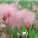 Rare 50 PRAIRIE SMOKE Geum Triflorum Purple Prairie Avens Flower Seeds