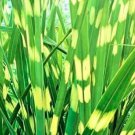 Rare 50 Seeds Zebra Grass Seeds Miscanthus Sinensis Zebrinus Non-Hybrid