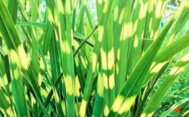 Rare 50 Seeds Zebra Grass Seeds Miscanthus Sinensis Zebrinus Non-Hybrid