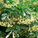 Rare 50 American Linden Tree Seeds