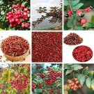 Rare 100 Corn Chinese Prickly Ash Seeds