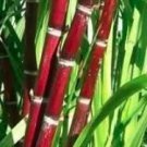 Rare 100+ Sugar red Cane Seeds