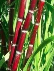 Rare 100+ Sugar red Cane Seeds